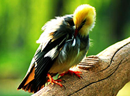 顶级白玉鸟梳理羽毛图片
