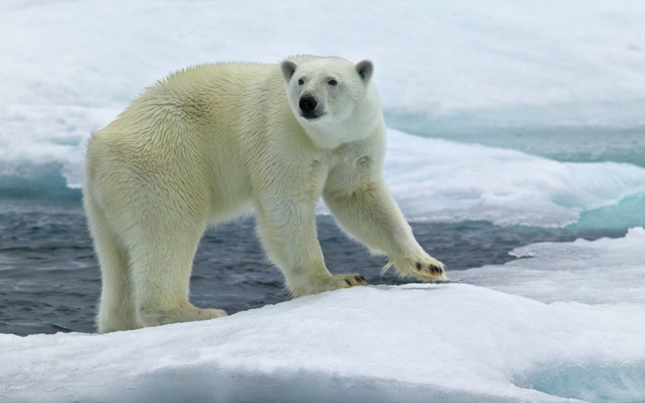 点击大图看下一张：高大壮实的可爱北极熊图片