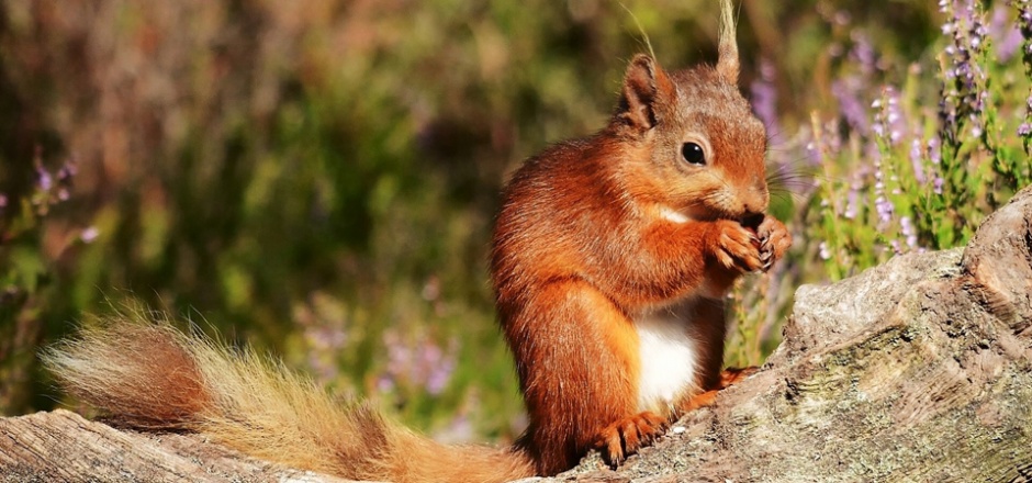 点击大图看下一张：可爱的小松鼠吃东西图片