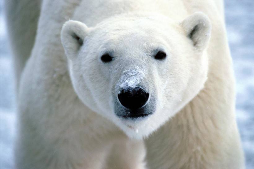 点击大图看下一张：网友提供实拍北极熊图片