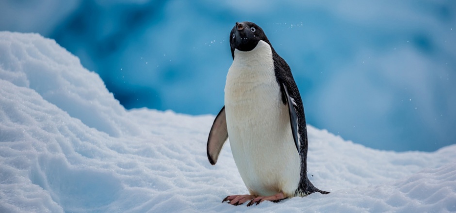 点击大图看下一张：雪地里可爱的企鹅图片