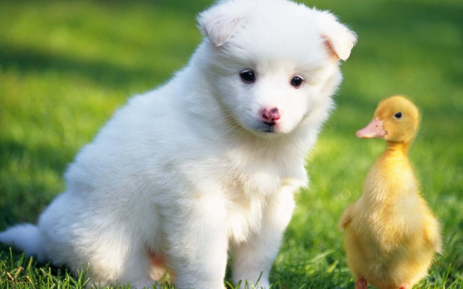 点击大图看下一张:小萨摩耶犬模样聪明可爱图片