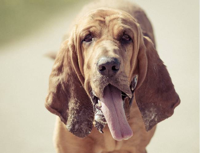 点击大图看下一张：调皮吐舌的比利时寻血猎犬图片