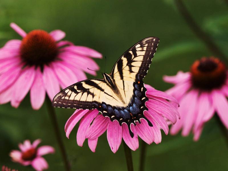 点击大图看下一张：飞舞在花丛中的蝴蝶高清壁纸
