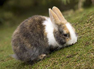 超萌可爱的小兔子摄影图片