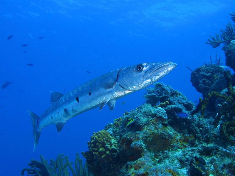 点击大图看下一张：鲨鱼乌贼海底世界高清生物图片