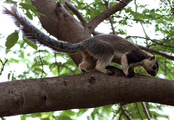 点击大图看下一张：海南巨松鼠林中觅食图片
