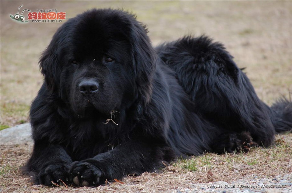 点击大图看下一张：巨型黑色纽芬兰犬草地休息图片分享