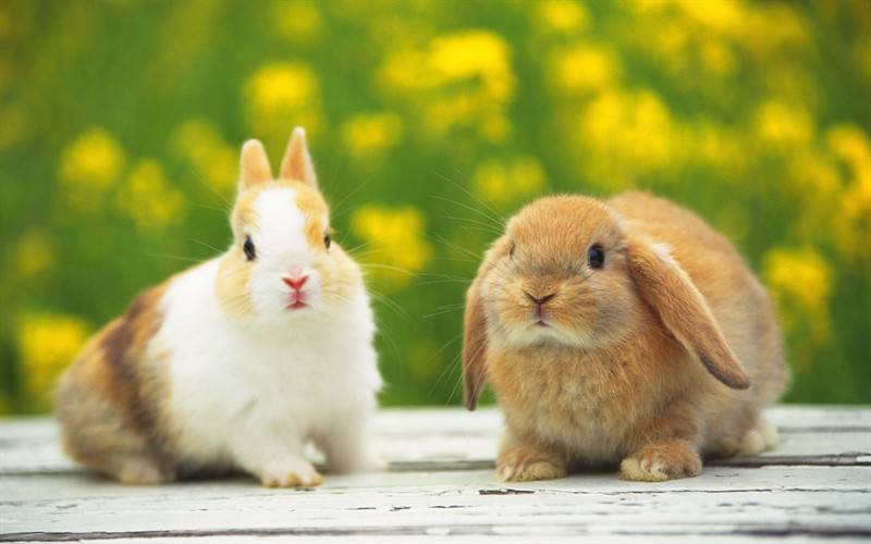 点击大图看下一张：可爱小宠物兔子高清图片