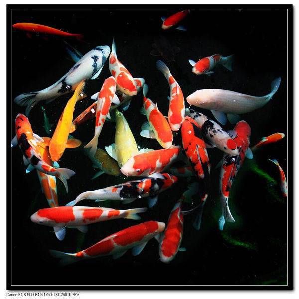 点击大图看下一张：日本锦鲤鱼池戏耍图片