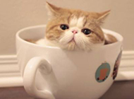 可爱而慵懒的茶杯猫图片