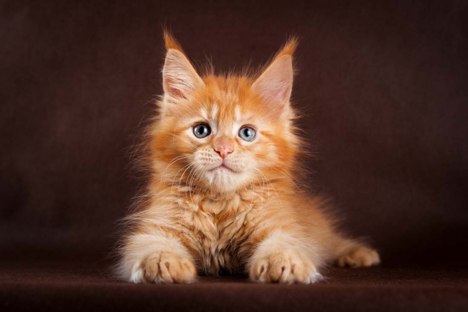 点击大图看下一张：超可爱呆萌的小猫动物图片