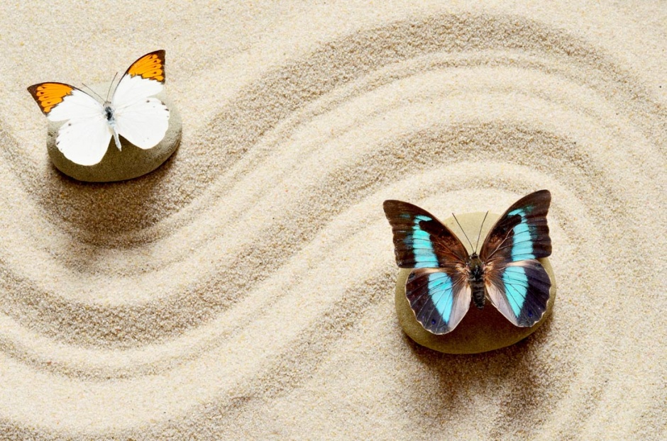 点击大图看下一张：鹅卵石上的蝴蝶唯美图片