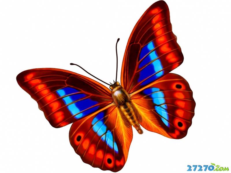 点击大图看下一张：美丽七彩翅膀 花蝴蝶