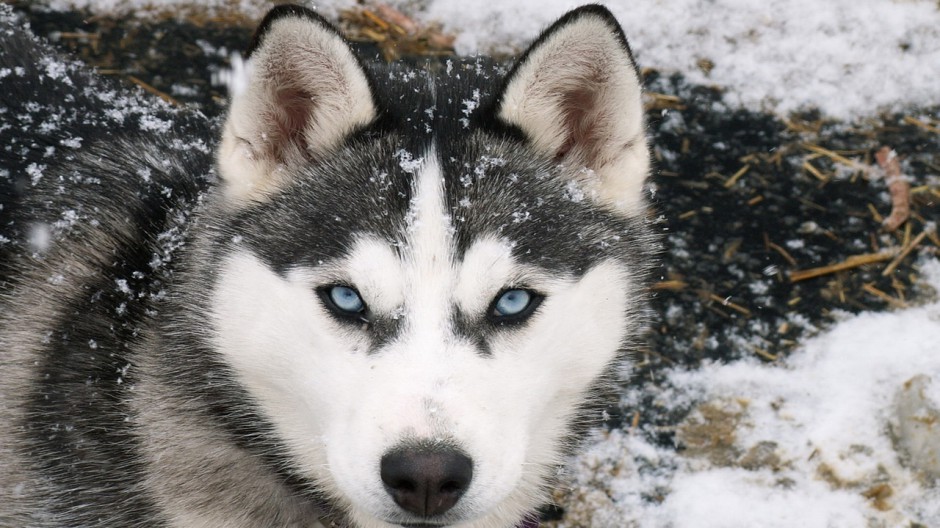 点击大图看下一张：蓝色眼睛的成年雪橇犬图片