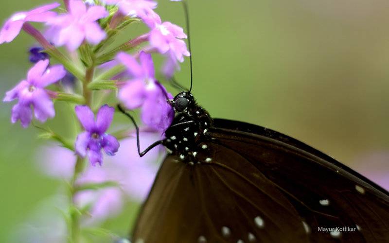 点击大图看下一张：美丽蝴蝶图片大全昆虫特写精选