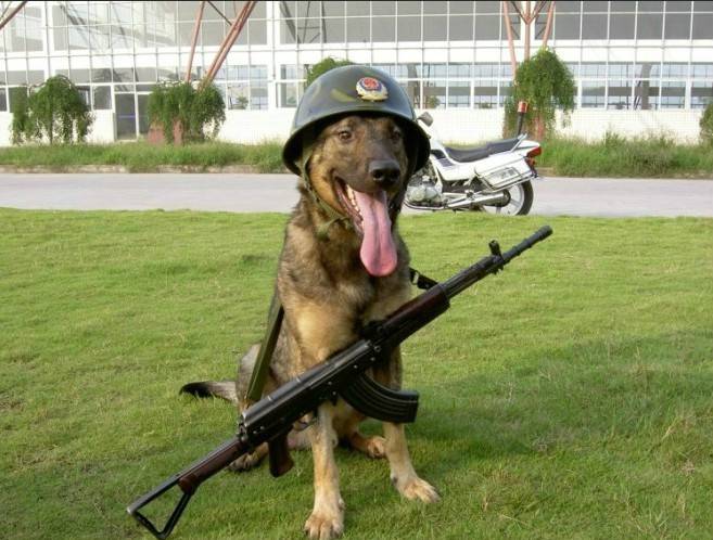 点击大图看下一张：警犬幼崽帅气装扮图片