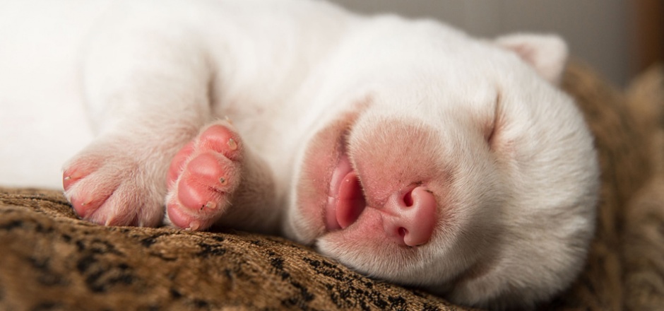 点击大图看下一张：超萌可爱的狗狗睡觉图片