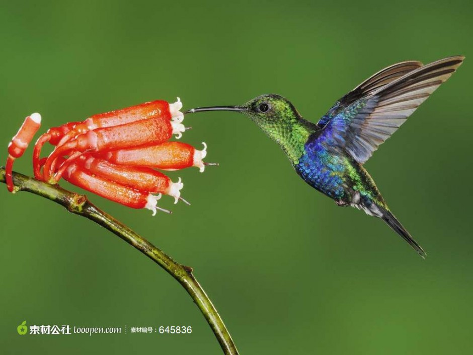 点击大图看下一张：最小蜂鸟吸食花蜜图片