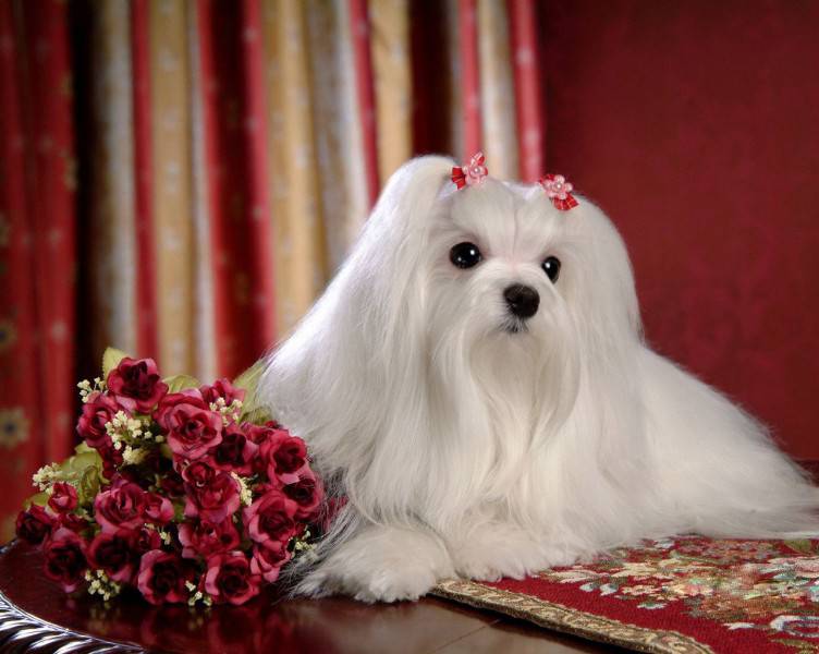 点击大图看下一张：马尔济斯犬美容造型优雅图片
