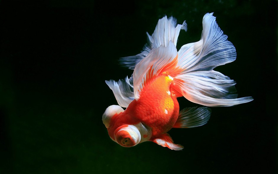 点击大图看下一张：身姿优雅的顶级蝶尾金鱼图片