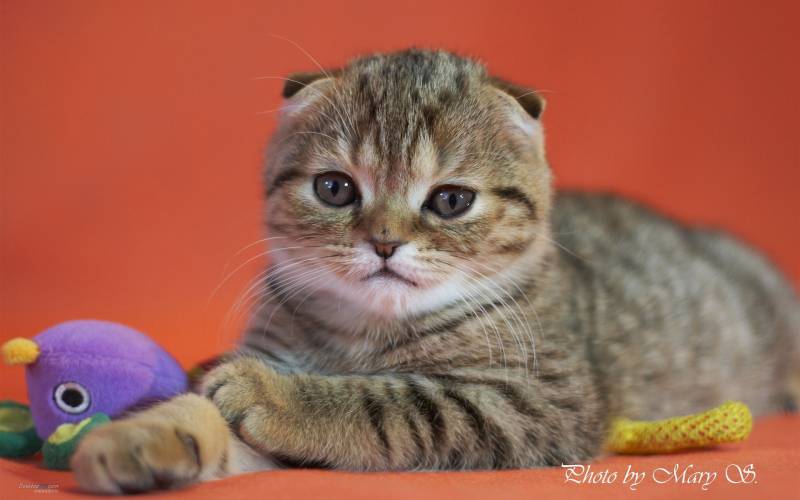 点击大图看下一张:胖乎乎的可爱猫咪高清桌面壁纸