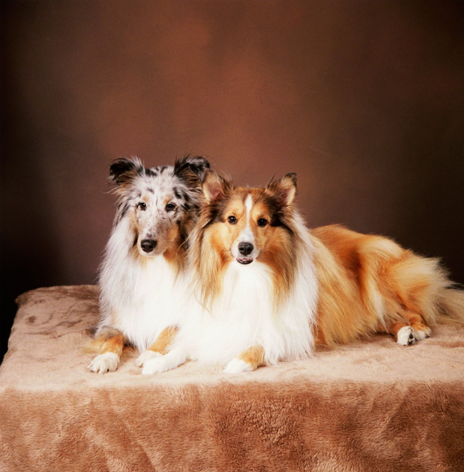 点击大图看下一张：喜乐蒂牧羊犬性格温顺甜美图片