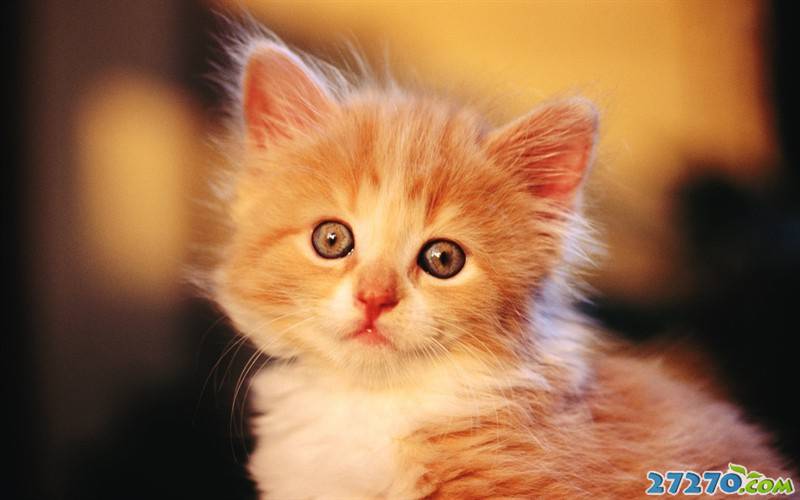 点击大图看下一张：可爱毛绒猫宝宝
