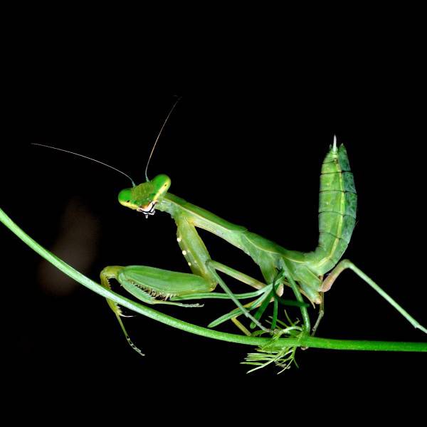 点击大图看下一张：身手矫捷的肉食性绿色昆虫螳螂图片