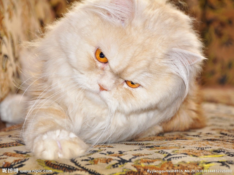 点击大图看下一张：霸气的琥珀色眼睛波斯猫图片