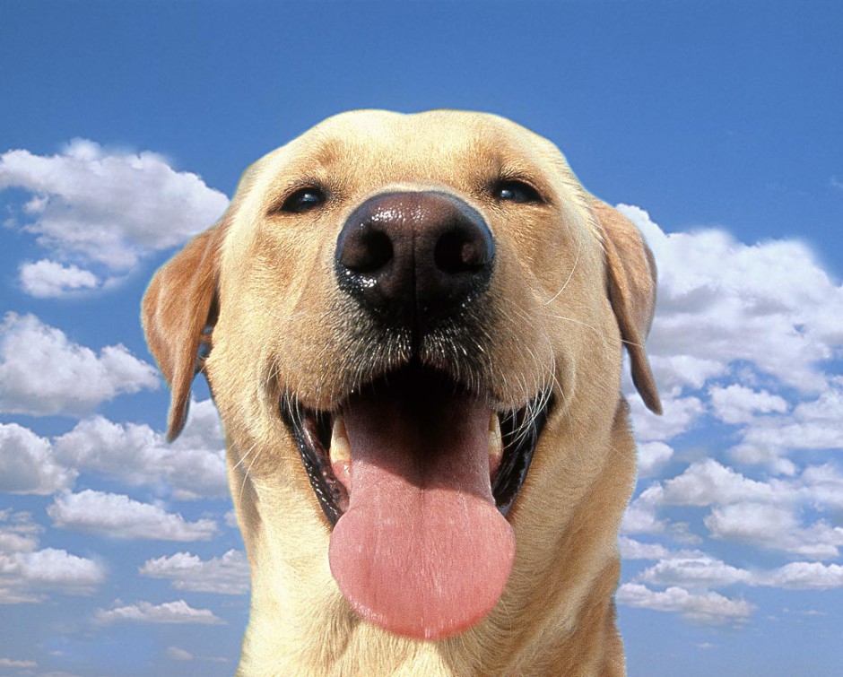 点击大图看下一张：高清纯种拉布拉多犬图片壁纸