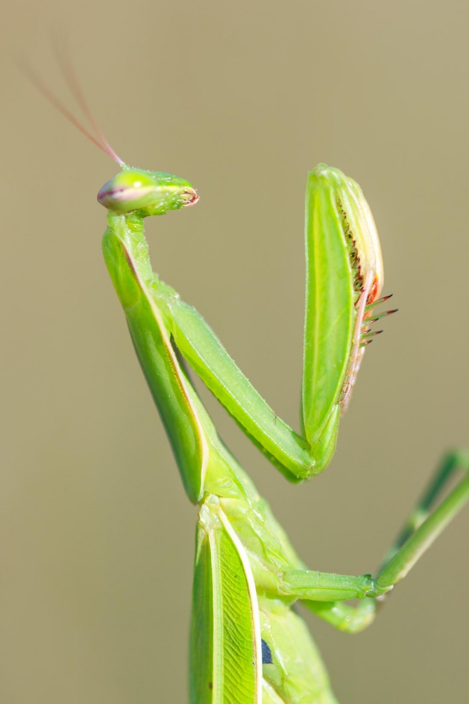 点击大图看下一张：螳螂昆虫高清特写图片