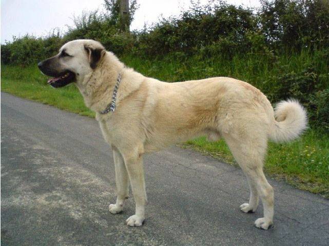 点击大图看下一张：土耳其著名猛犬坎高犬图片