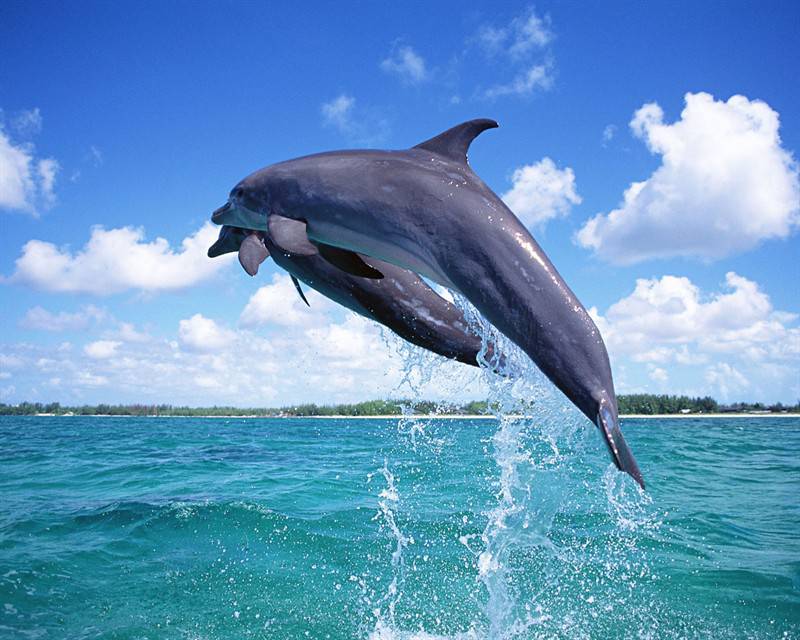 点击大图看下一张：人类好友海豚动物特写