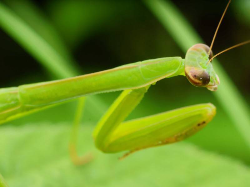 点击大图看下一张：可爱的螳螂昆虫高清图片