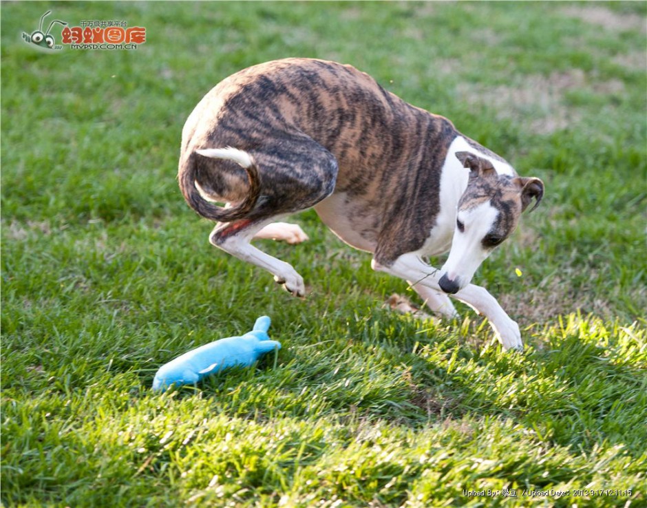 点击大图看下一张：小惠比特犬草丛玩耍图片