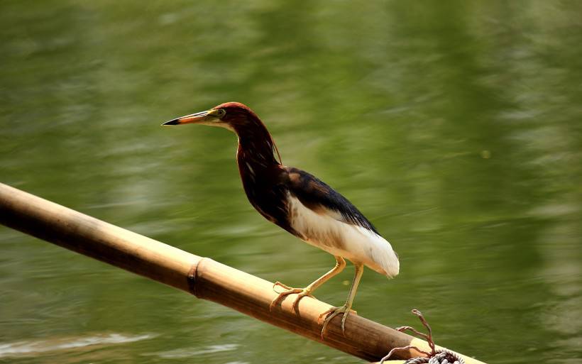 点击大图看下一张：中国鸟类动物池鹭摄影图片