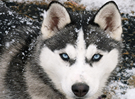 蓝色眼睛的成年雪橇犬图片