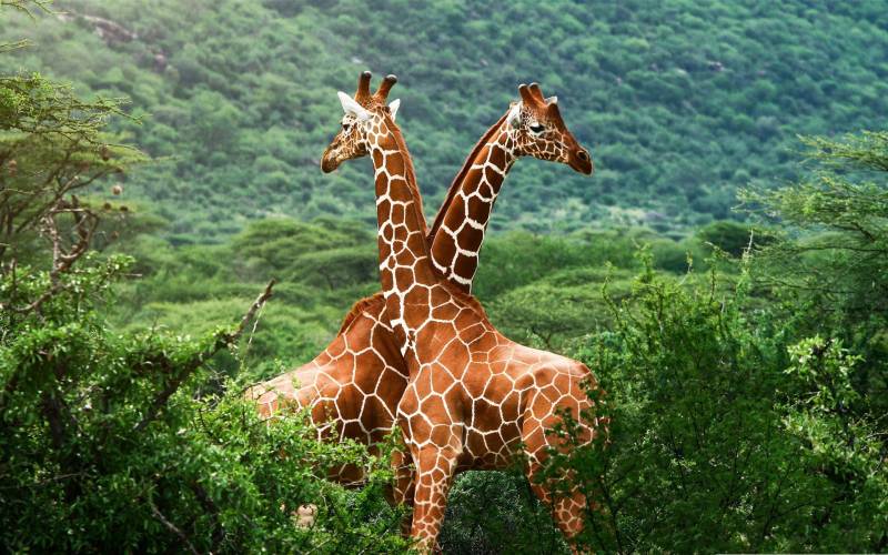 点击大图看下一张：团结恩爱的长颈鹿高清图片
