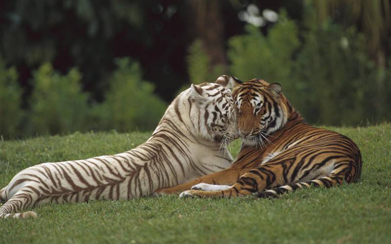 点击大图看下一张：狮子老虎野生动物亲情甜蜜瞬间