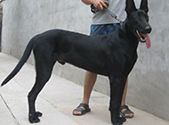 忠诚可靠的中华黑狼犬图片