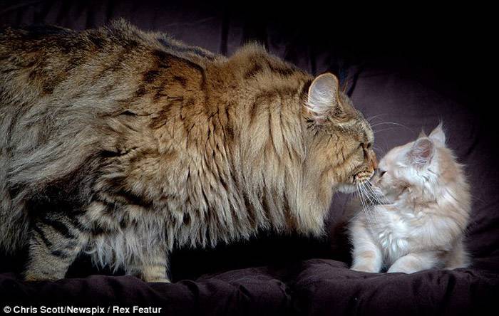 点击大图看下一张：美国缅因猫甜蜜有爱图片