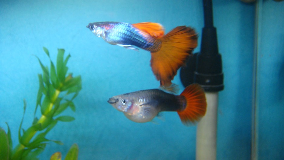 点击大图看下一张：鱼缸里的热带鱼凤尾鱼图片