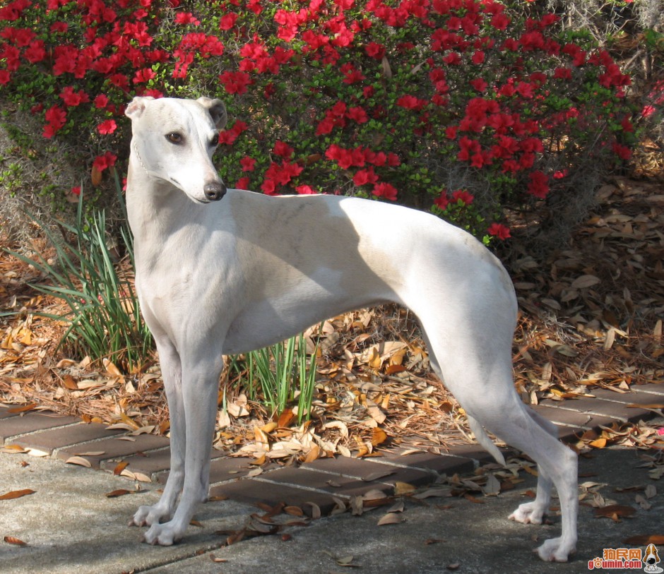 点击大图看下一张：最美惠比特犬户外图片分享