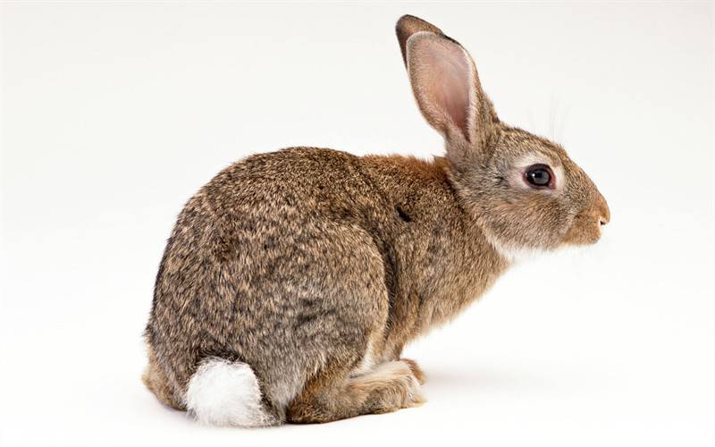 点击大图看下一张：兔子鸭子可爱小动物图片