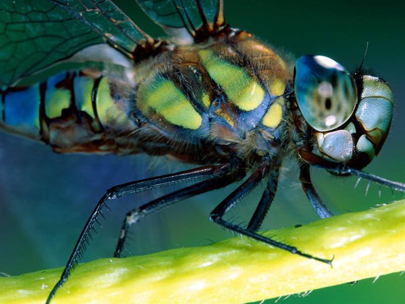 点击大图看下一张：蜘蛛蜻蜓小昆虫高清组图