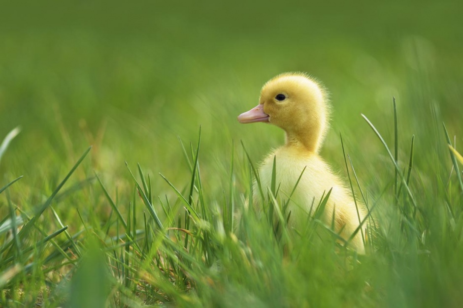 点击大图看下一张：可爱呆萌的小鸭子图片素材