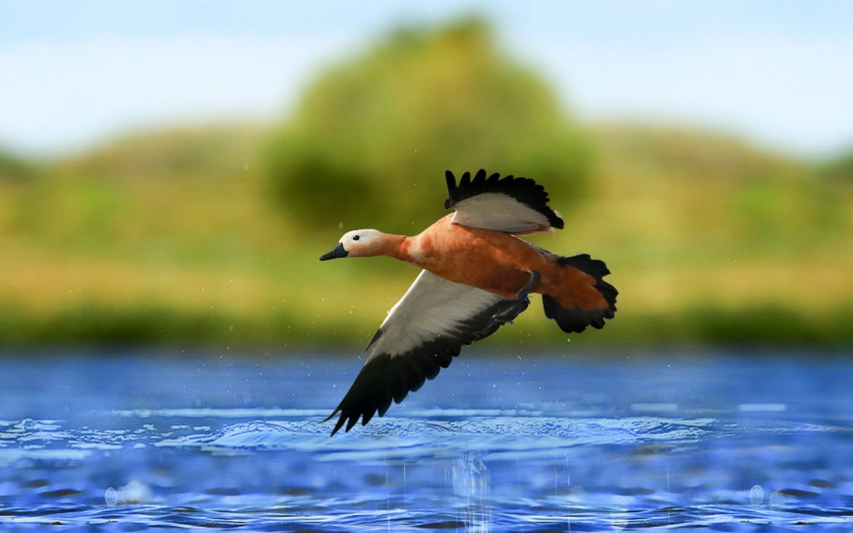 点击大图看下一张：翱翔于碧海蓝天的赤麻鸭高清图片