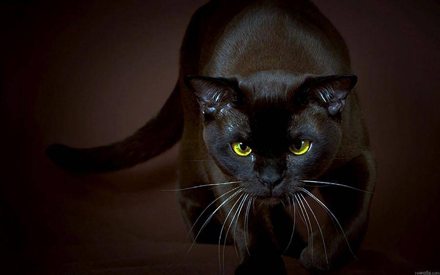 点击大图看下一张：眼神犀利霸气的孟买猫图片
