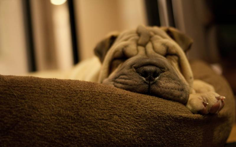 点击大图看下一张：在睡觉的可爱小沙皮犬高清图片